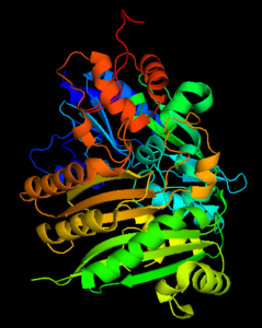 THCA synthase