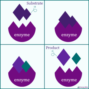 enzyme graph